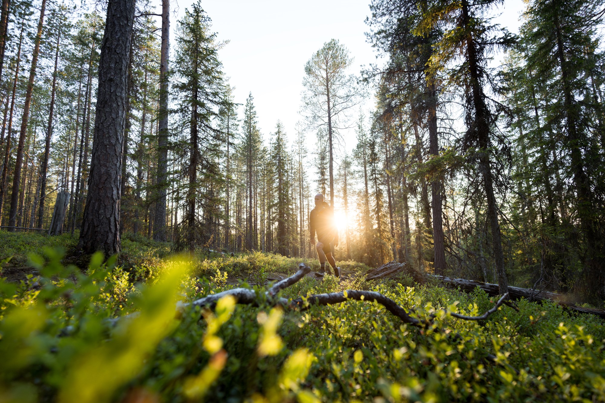 Luoston ikimetsät