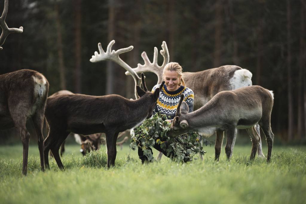 Jaakkola_reindeer_farm