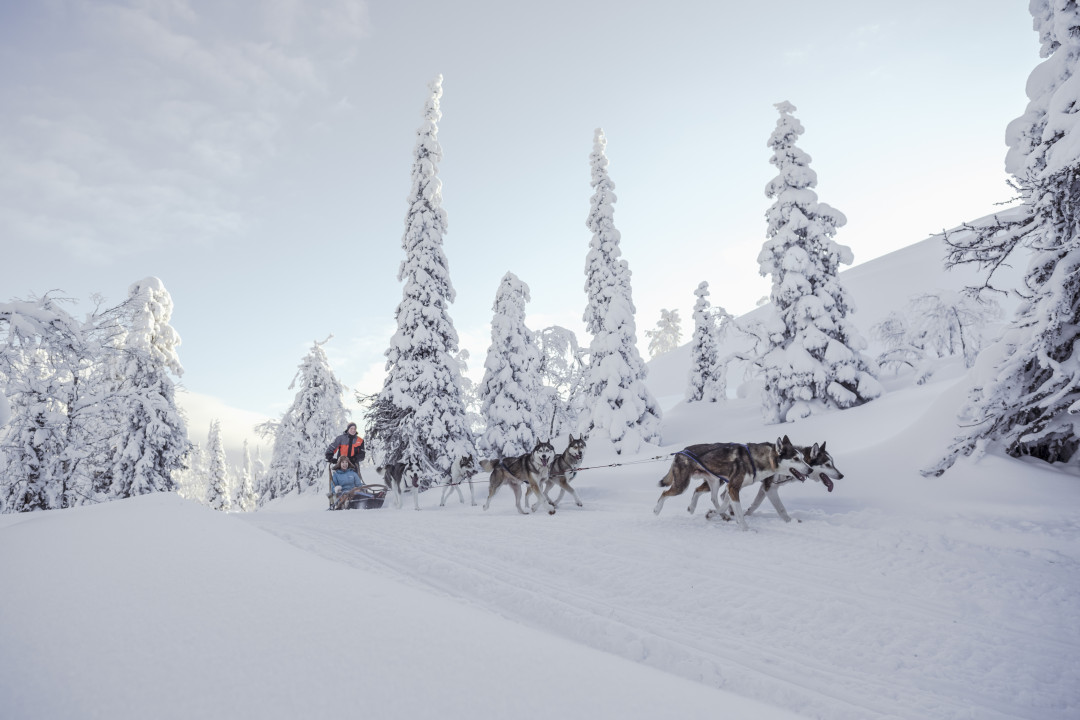 Huskies_Luosto_Lapland