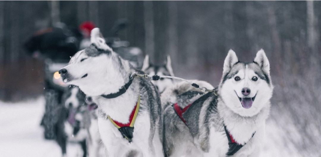Husky safaris and farm visit Pyhä-Luosto