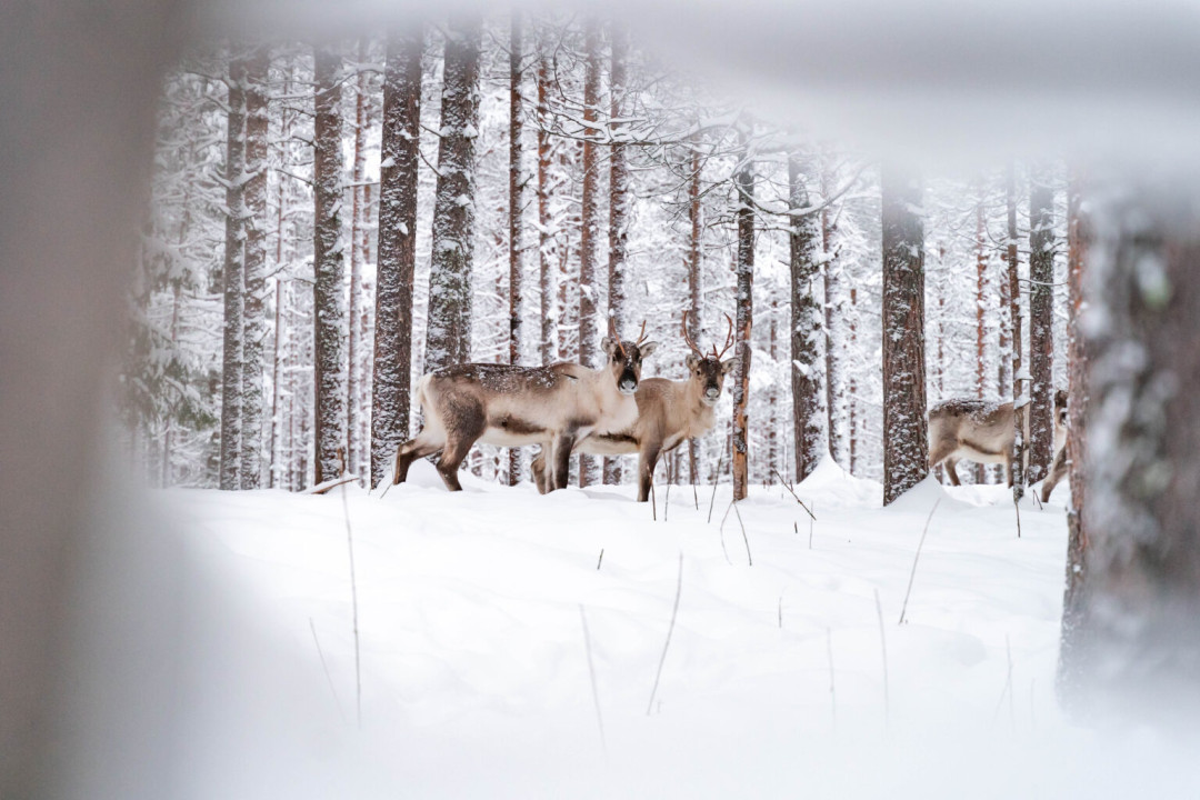 Feelispalvelut-Porotila_Seipäjärvi.jpg