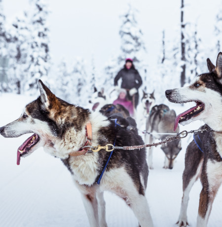 Arctic_Husky_Farm_dog_sledding