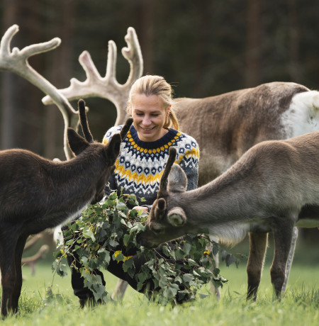 Jaakkola_Reindeer_Farm