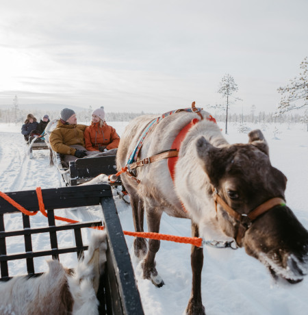 Arctic animals and farm visits 