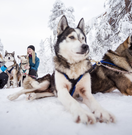 koiravaljakko_huskies_luosto