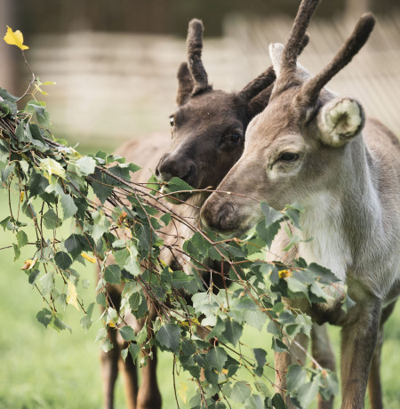 reindeer_baby_lapland_luosto