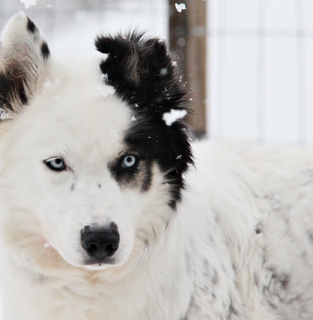 Pyhä huskyfarm