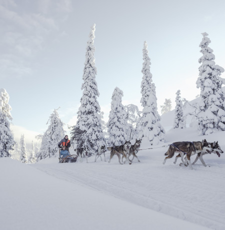 Huskies_Luosto_Lapland