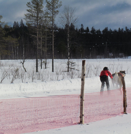 Pyha_Luosto_poro_cup