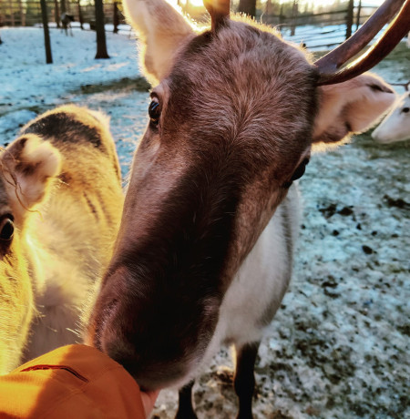 kopara_poropuisto_poropolku