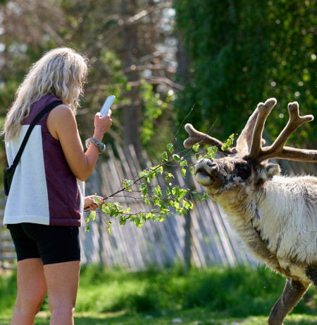 Finland_lapland_summer_reindeers_in_Luosto