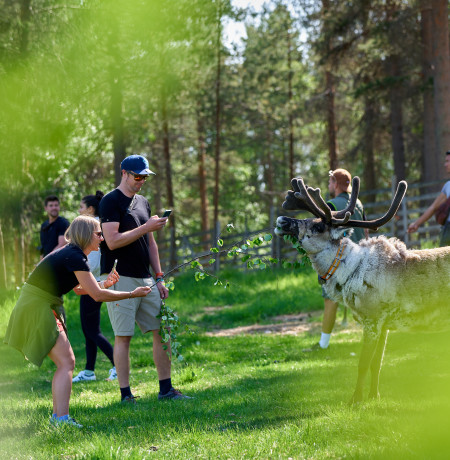 Pyha-Luosto-Reindeer- Finland 265.jpg
