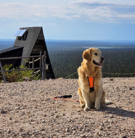 TheGoldenLeevi_huipulla