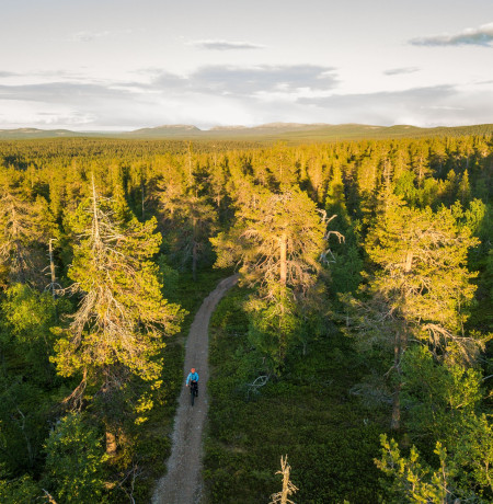 Maastopyöräily Vanhat metsät, Johannes Sipponen.jpg