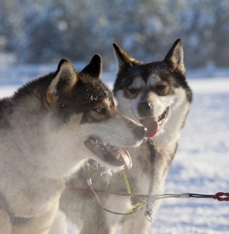 PL_Huskies_Arctic_Husky_Farm.jpg
