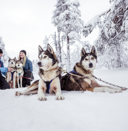 Visitpyhaluosto_huskies