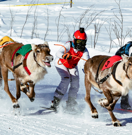 JanDucay_ArktikMedia_porocup