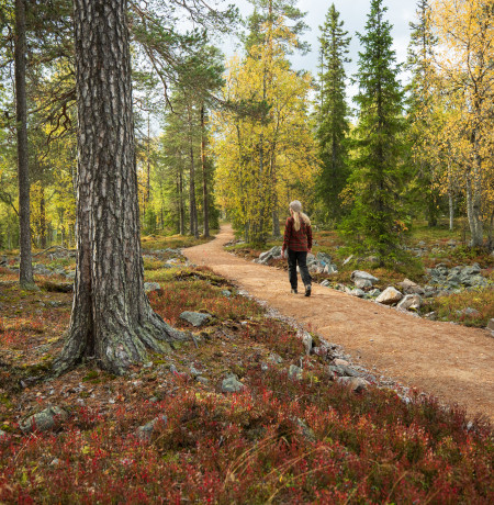 Visitpyhaluosto syksy kantapaavaara trail