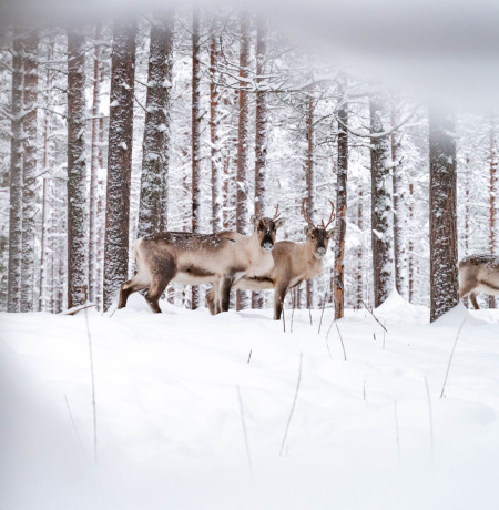 Feelispalvelut-Porotila_Seipäjärvi.jpg