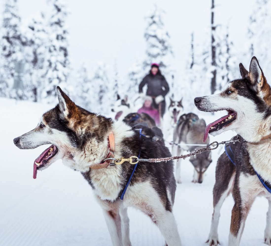 Arctic_Husky_Farm_dog_sledding