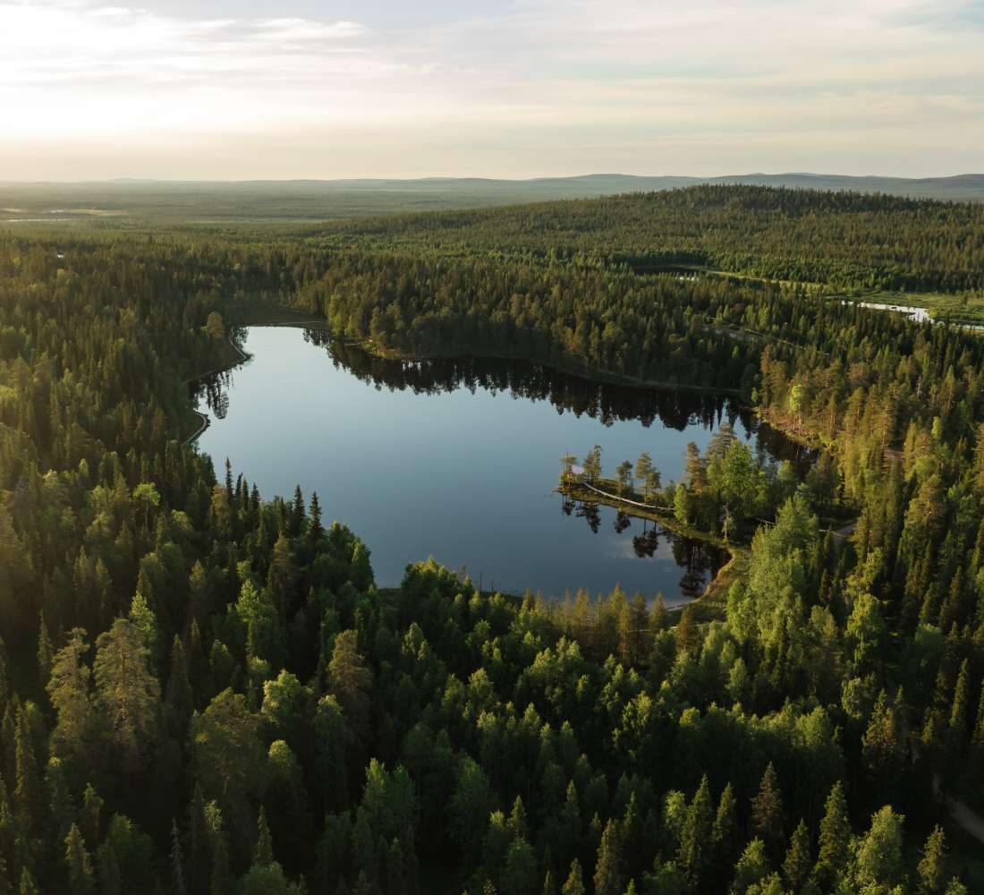 forest_arctic_lapland_luosto