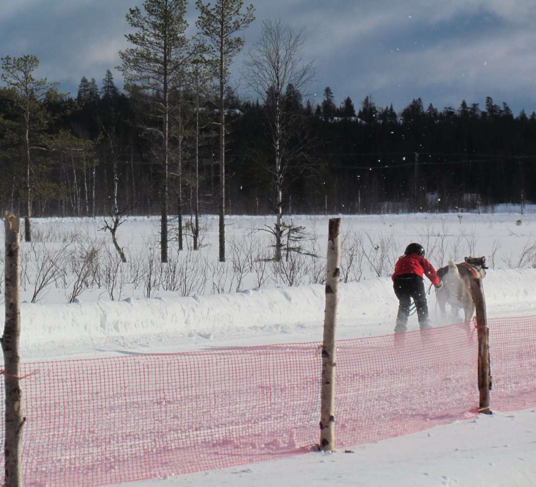 Pyha_Luosto_poro_cup