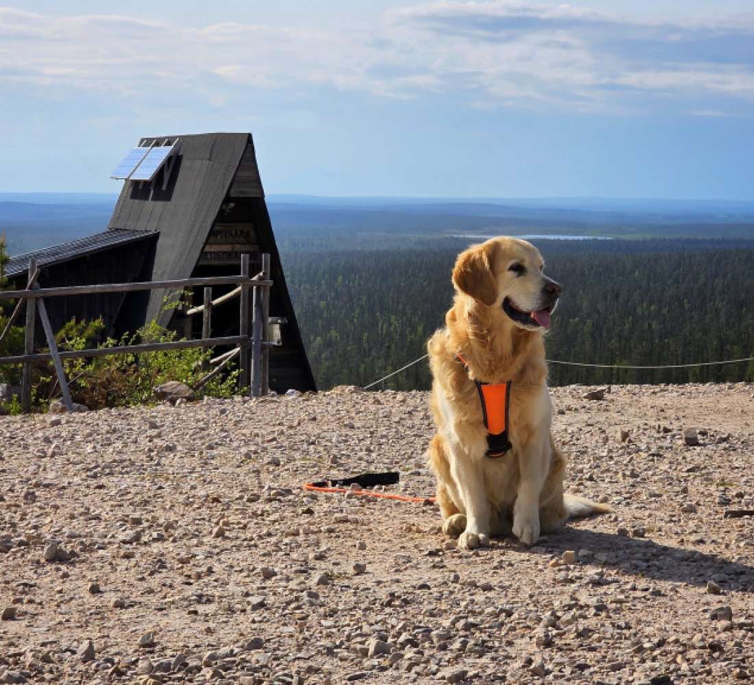 TheGoldenLeevi_huipulla
