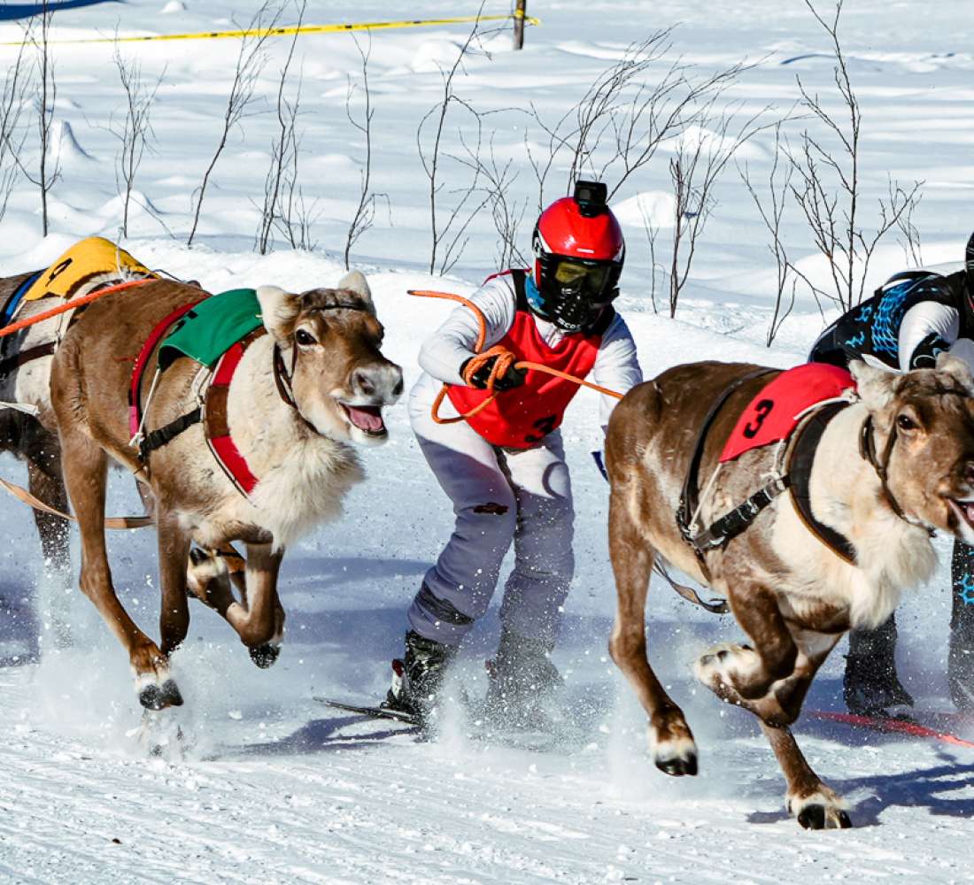 JanDucay_ArktikMedia_porocup