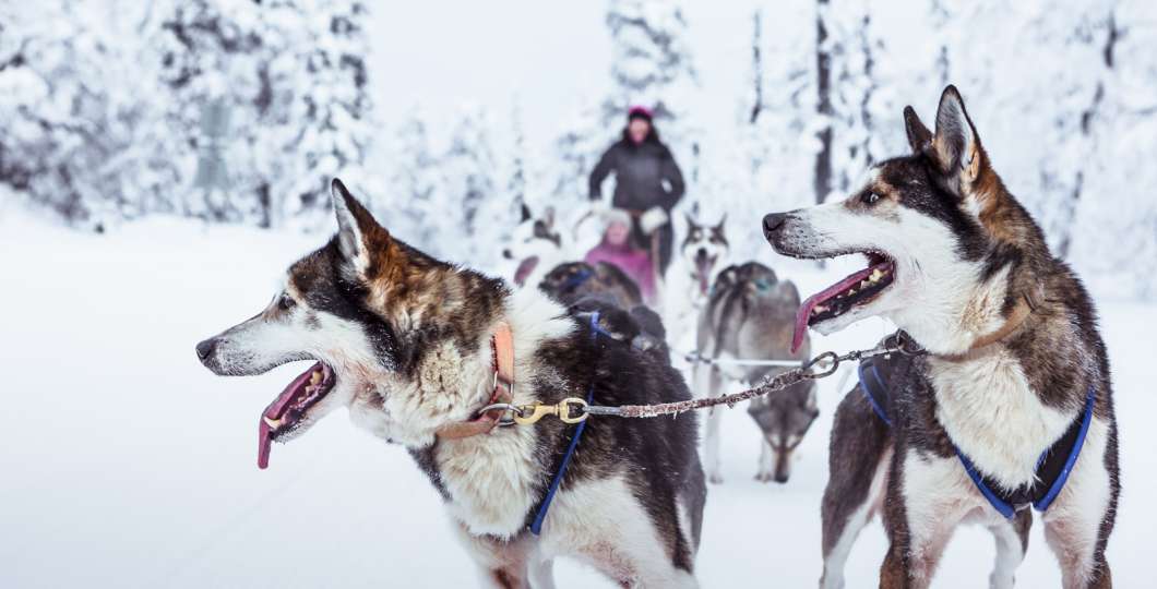 Arctic_Husky_Farm_dog_sledding