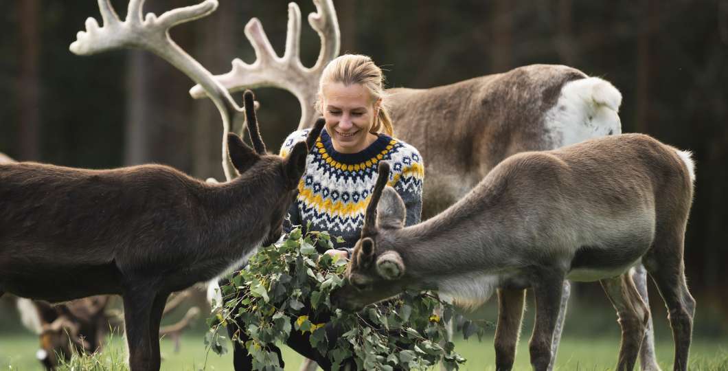 Jaakkola_Reindeer_Farm Jaakkola_Reindeer_Farm