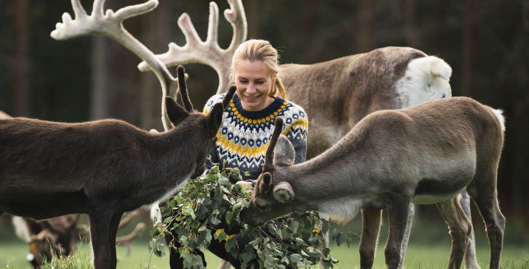 Jaakkola_Reindeer_Farm