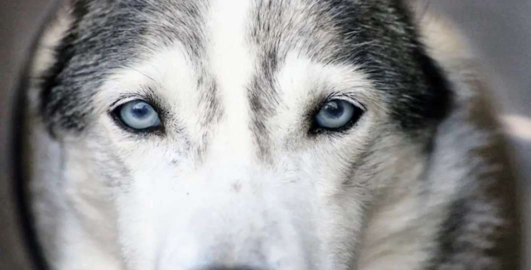 Pyha_Husky_Farm_dog_sledding