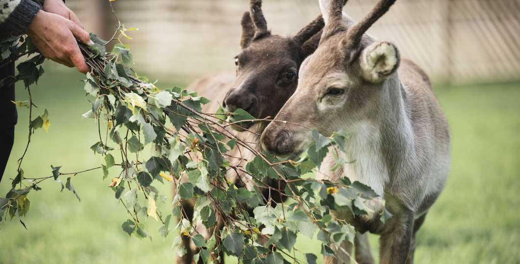 reindeer_baby_lapland_luosto