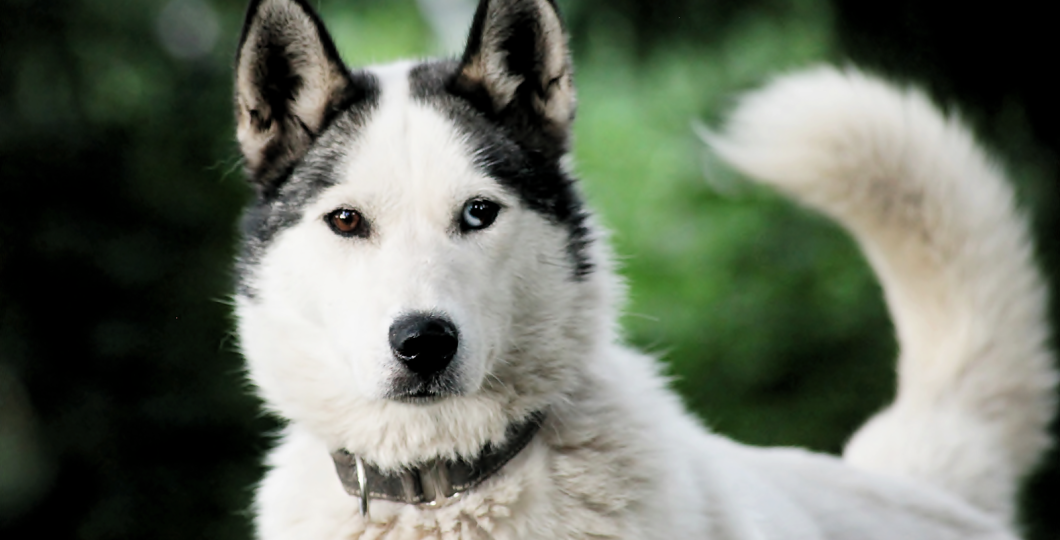 Pyhä huskyfarm