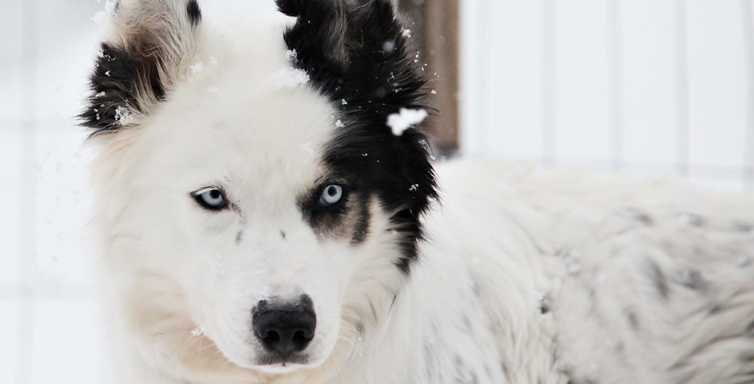 Pyhä huskyfarm