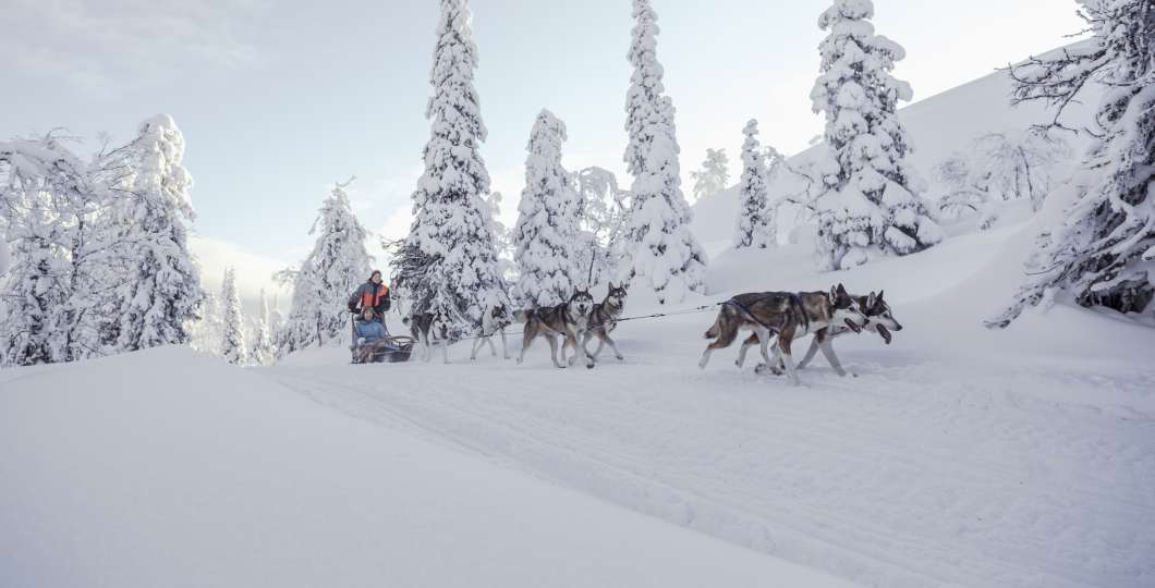 Huskies_Luosto_Lapland