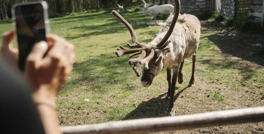 Pyhaluosto_reindeer_Finland_006645.jpg