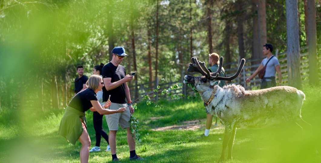 Visitpyhaluosto- porot - Finland 265.jpg