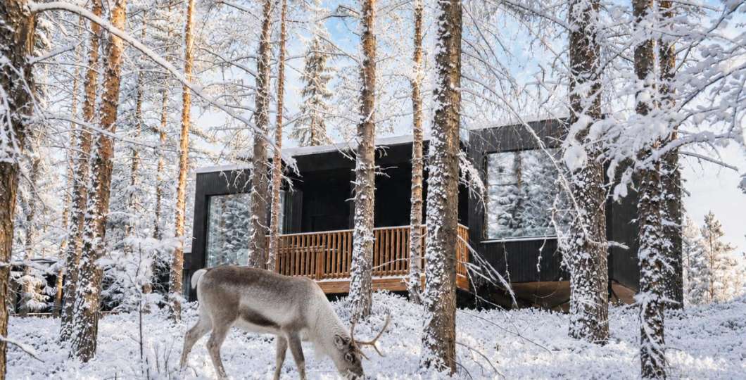REINDEER-NEAR-VILLA- NOA VILLAS LUOSTO