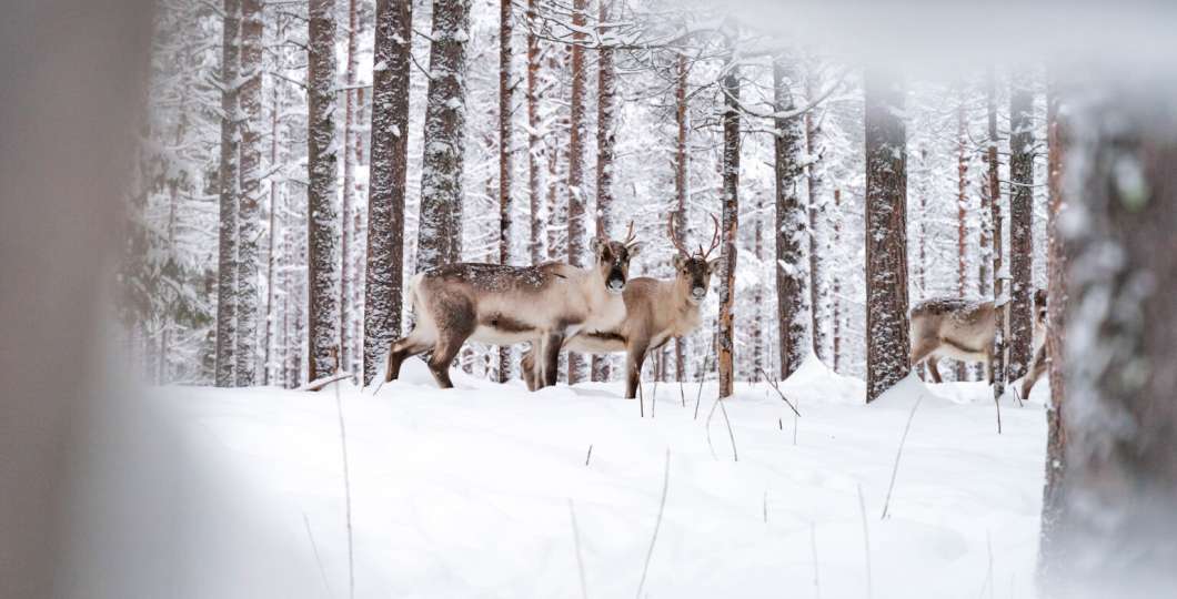 Feelispalvelut-Porotila_Seipäjärvi.jpg